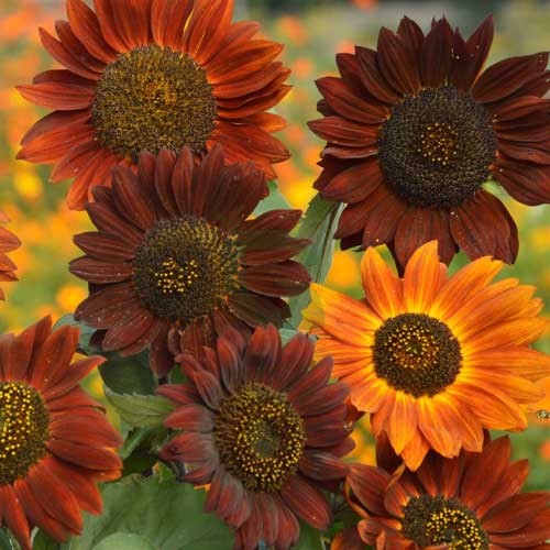 Brown Sunflower flower seeds