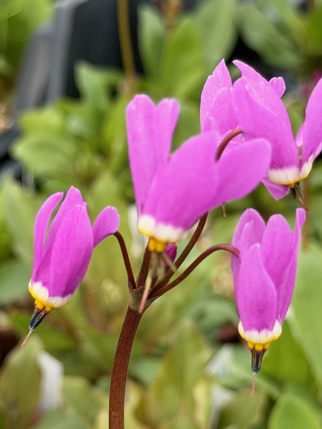 Pink White flower seeds