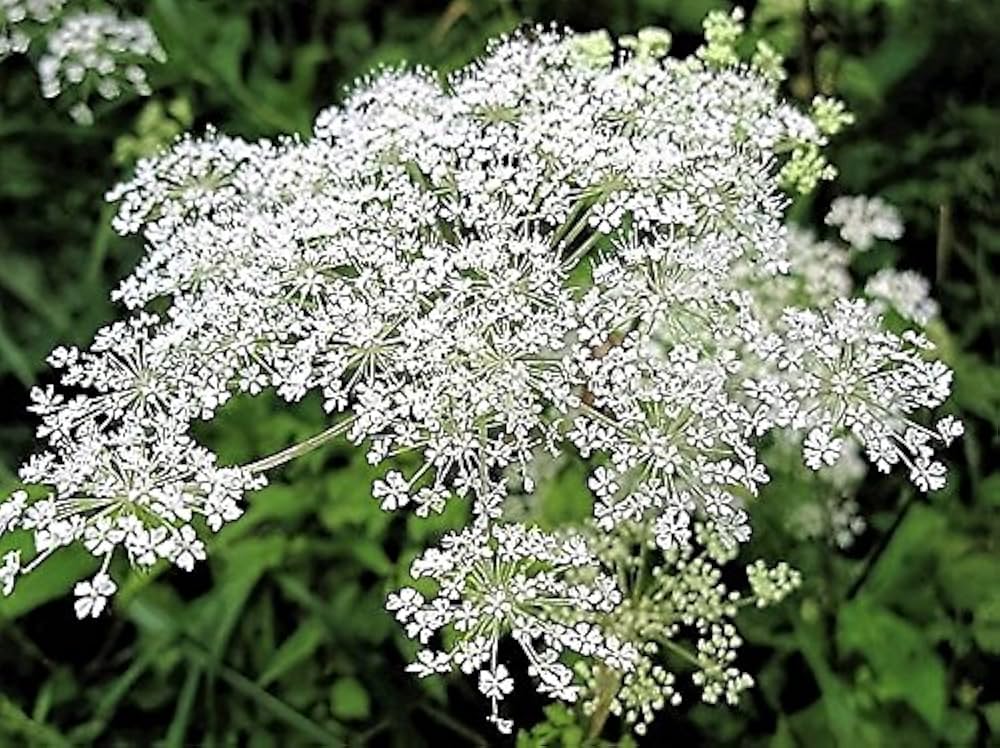 Dong Quai Herb Seeds for Planting – Heirloom Non-GMO Garden Seeds