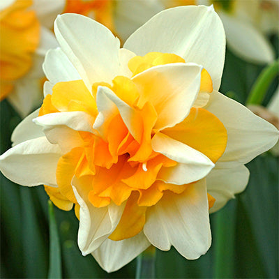 White Yellow flower seeds
