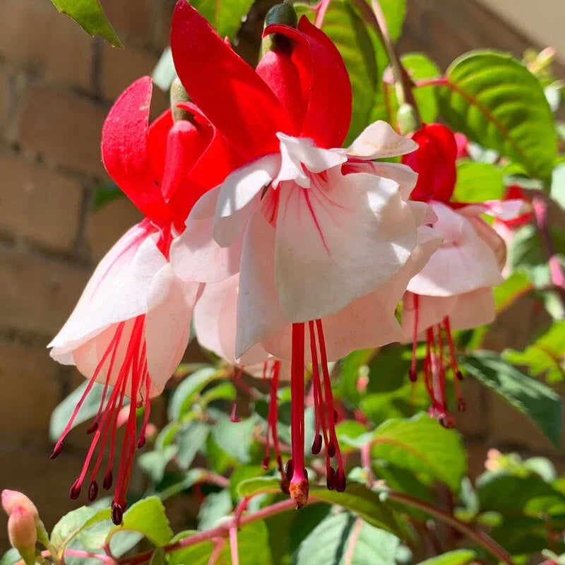 Double Petal flower seeds