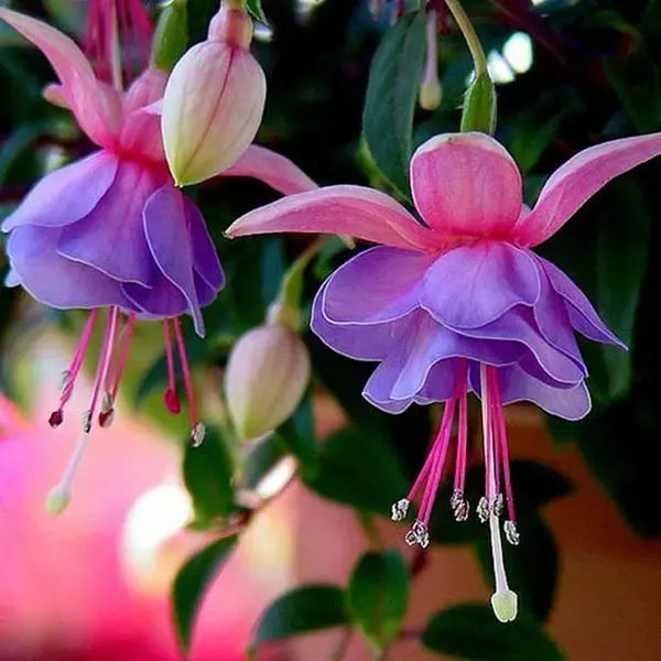 Purple Pink flower seeds