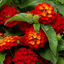 Red Yellow flower seeds