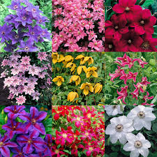 Clematis flower seeds