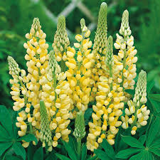 Light Yellow flower seeds
