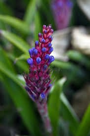 Violet Puya flower seeds