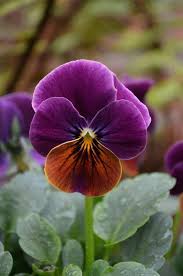 Brown Violet flower seeds
