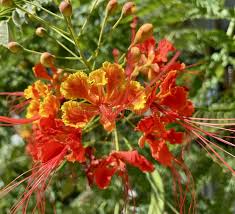 Orange Jacaranda flower seeds