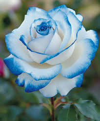 Blue White flower seeds