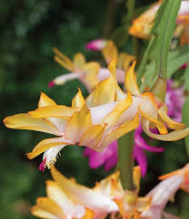 Yellow Schlumbergera flower seeds