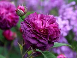 Deep Purple flower seeds