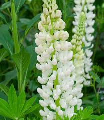 White Lupine flower seeds