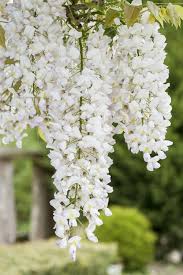 White Blue flower seeds