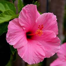 Light Pink flower seeds