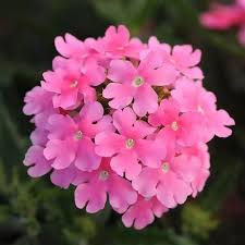 Pink Verbena flower seeds