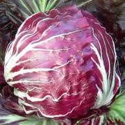 Radicchio Seeds