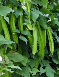 Winged Bean Seeds