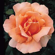 Orange Joey flower seeds