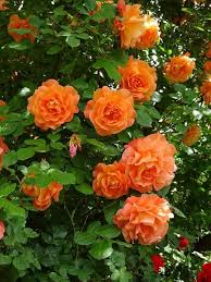 Orange Climbing flower seeds