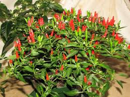 Chile Pepper Seeds for Planting – Heirloom Hot Pepper Garden Seeds