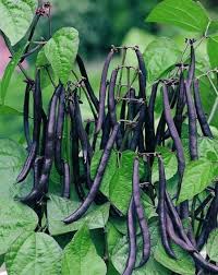 Burgundy Bean Seeds for Planting – Heirloom Garden Seeds