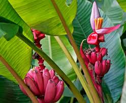Pink Banana Fruit Seeds for Planting – Heirloom Non-GMO Garden Seeds