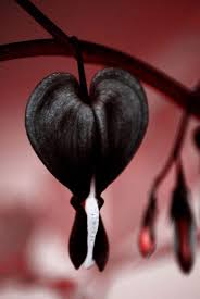 Black Heart flower seeds