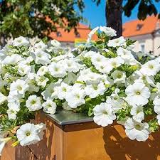 White Petunia flower seeds