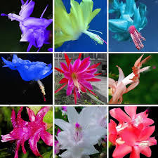Zygocactus Truncatus flower seeds