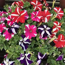 Multi-Colour Starry flower seeds