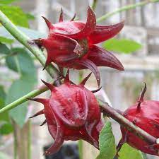 Australian Rosella flower seeds
