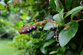 Salal Berry Shrub Seeds for Planting – Heirloom Non-GMO Garden Seeds