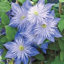 Sky Blue flower seeds