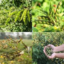 Jamaican Gungo Pea Seeds for Planting – Heirloom Non-GMO Garden Seeds