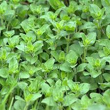 Oregano Herb Seeds for Planting – Heirloom Non-GMO Garden Seeds