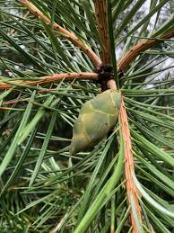 Cathaya Tree Seeds for Planting – Heirloom Non-GMO Garden Seeds