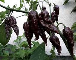 Chocolate Bubblegum Pepper Seeds