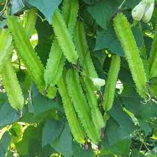 Winged Bean Seeds for Planting – Heirloom Non-GMO Garden Seeds