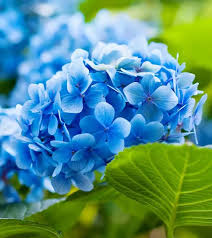 Sky Blue flower seeds