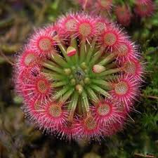 Red Drosera flower seeds