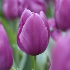 Purple Odorous flower seeds