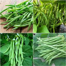 Snap Bean Seeds for Planting – Heirloom Non-GMO Garden Seeds