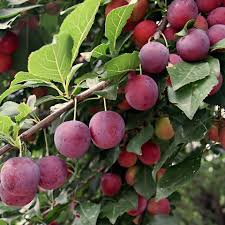 american plum seeds