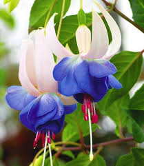 Deep Blue flower seeds