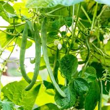 Appaloosa Bean Seeds for Planting – Heirloom Garden Seeds