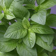 Callaloo Seeds