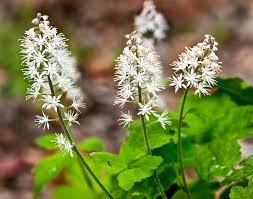 White Tiarella flower seeds