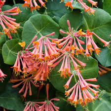 Lonicera Sempervirens flower seeds