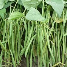 Appaloosa Bean Seeds for Planting – Heirloom Non-GMO Garden Seeds