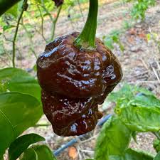 Chocolate Bubblegum Pepper Seeds for Planting – Heirloom Garden Seeds